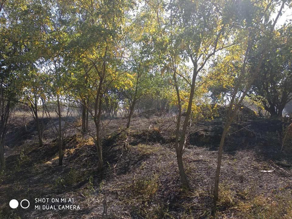 В селе Сафьяны горело кладбище (ФОТО) В селе Сафьяны горело кладбище (ФОТО)