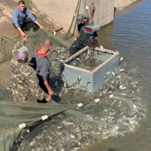 Закончилось зарыбление озера Кагул: в водоем выпустили 86 тонн малька