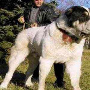 В Молодёжном Одесской области ребенка покусала собака