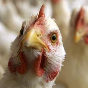 ЕС приостановил ввоз мяса птицы из Украины