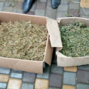 Измаильские оперативники  в ходе обыска изъяли марихуану (ФОТО)
