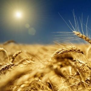В Украине снизилась урожайность  зерна