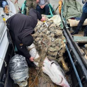 Браконьер бросился с ножом на измаильских пограничников, чтобы защитить улов на десятки тысяч долларов - белугу с черной икрой (ВИДЕО,ФОТО)