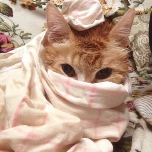 Кошки и собаки не могут быть источником заражения новым коронавирусом