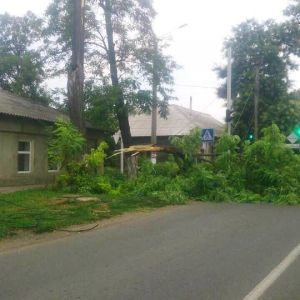 В Измаиле и в соседних городах ураган повалил деревья (ФОТО)