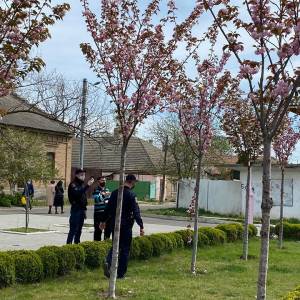 В Измаиле ночью вандалы сломали ветки на цветущих сакурах (ФОТО)