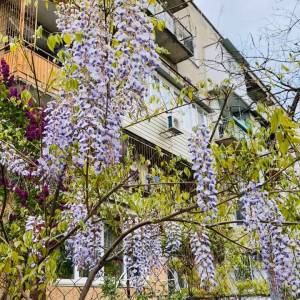 Погода в Измаиле 20 апреля
