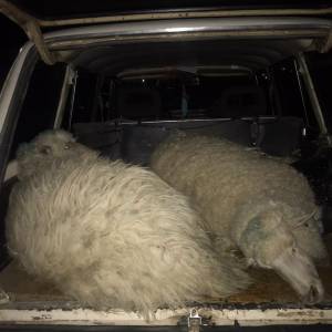 Полицейские в Суворово ночью задержали автомобиль, в котором перевозили украденных овец - Город 24 (ФОТО)