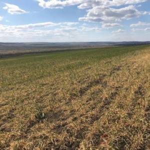 Засуха уничтожила половину урожая зерновых в Одесской области: такого не было со времен 1947 года