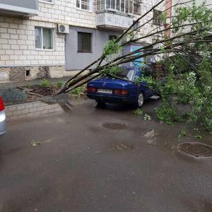 В Измаиле дерево упало на припаркованный автомобиль  - Город 24 (ФОТО, ВИДЕО)