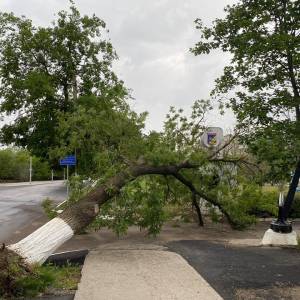 В Измаиле на Фанагорийской упало дерево, перегородив въезд в Дунайский институт - Город 24 (ФОТО, ВИДЕО)