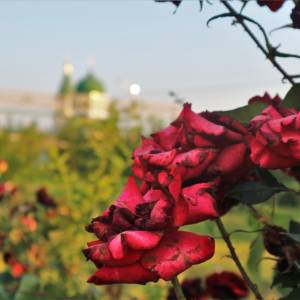 Погода в Измаиле сегодня
