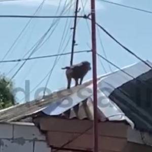 Сбежавших из зоопарка обезьян вернули в заведение