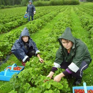 В Финляндии пропали 37 украинцев, приехавших на заработки
