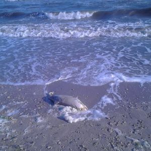 В Черном море продолжают гибнуть дельфины