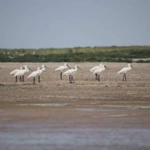 Тузловские лиманы превратились в перевалочную базу для клана краснокнижных птиц