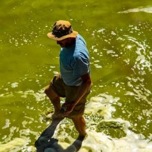 Ядовитые водоросли заполонили озеро в Одесской области