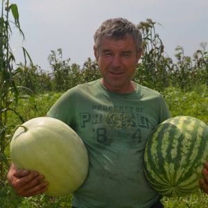 Под Измаилом выращивают арбузы-великаны без нитратов и «химии»