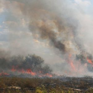 В Одесской области вандалы подожгли национальный природный парк (ФОТО)