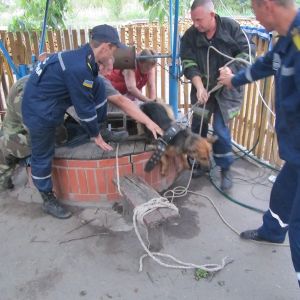 В Измаиле спасли собаку, которая упала в 11-метровый колодец