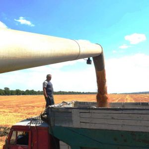 Урожай пшеницы в Украине не порадовал