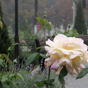 Погода в Измаиле 19 сентября