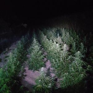 В Измаильском районе обнаружено конопляное поле