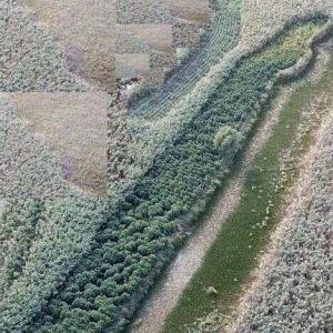 Наркоплантация  под Измаилом: в бывшем рыбопитомнике выращивали коноплю (видео)