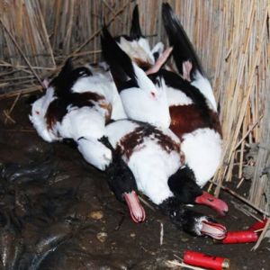 В национальном природном парке «Тузловские лиманы» задержали браконьеров, уничтоживших несколько краснокнижных птиц