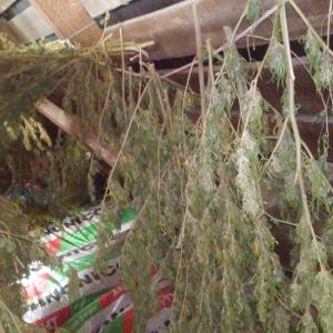 В Измаильском районе "нарко-плантатор" может сесть  на три года