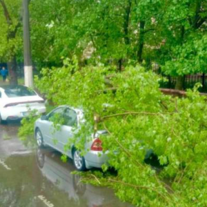 В Одесі менш ніж за добу випала півторамісячна норма опадів: комунальники прибирають повалені дерева