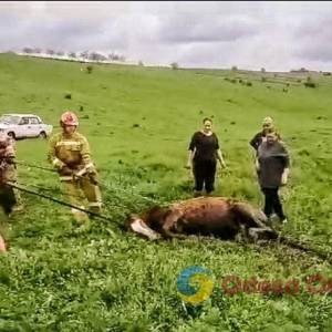 На Одещині діставали коня з болота. Кінь відбувся легким переляком