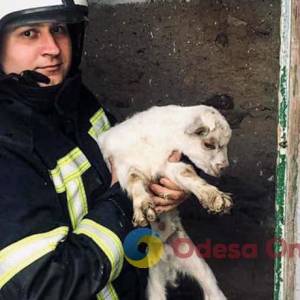 Рятувальники дістали козеня з глибокої ями: тварина не постраждала