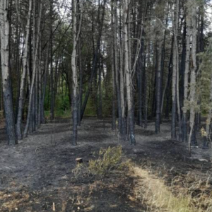 Невідомі спалили пів тисячі дерев у Савранському лісі Одеської області