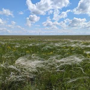 На Одещині відновлюють дикий степ