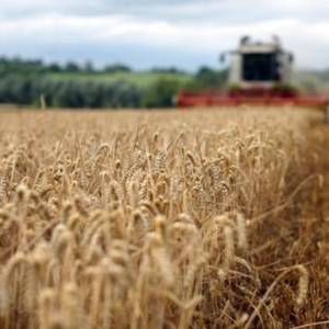 В Україні розпочалися жнива