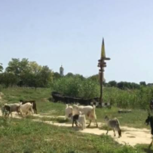 На Ізмаїльщині кози пошкодили сільский парк, створений місцевими ентузиастами