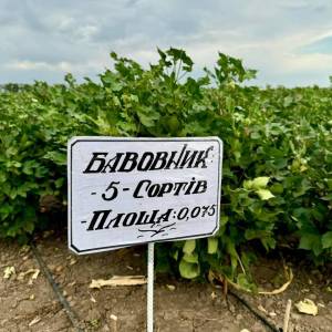 Бавовняний експеримент на Одещині добігає кінця: чи вирощуватимуть рослину в промислових масштабах