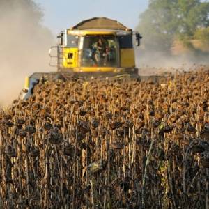 Українські аграрії вже збирають соняшник
