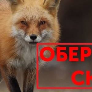 В Ізмаїлі  виявили випадки сказу тварин