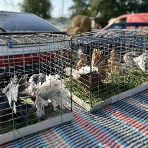 На півдні Одещини відбувся ярмарок декоративних птахів та домашніх улюбленців