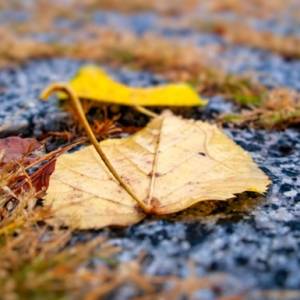 В Україну насуваються дощі й заморозки