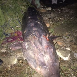В Придунавье браконьеры поймали 100-килограммовую краснокнижную белугу (ФОТО)