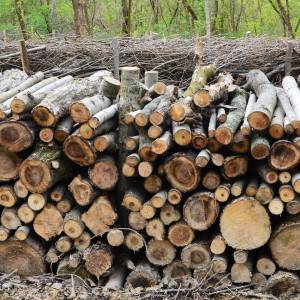 Заготівля дров — чи можна збирати сухостій на узбіччі дороги