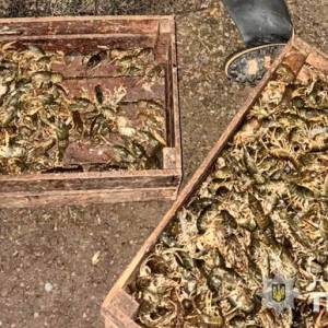 На Одещині браконьєр наловив 30 кг раків і завдав 2 мільйони гривень збитків державі