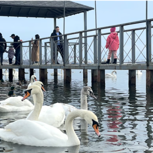 Лебеді заполонили понтонну переправу під Одесою — фоторепортаж