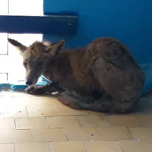 У багатоповерхівці Ізмаїла було знайдено та врятовано лисицю