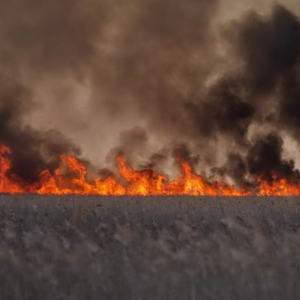 Майже дві тисячі гектарів нацпарку вигоріло під час пожежі під Одесою: екологи оцінюють збитки