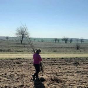 В Болградському районі масово висаджують дерева
