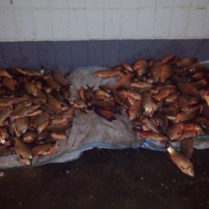 На озере Кагул пограничники обнаружили 1,5 километра браконьерских сетей с рыбой